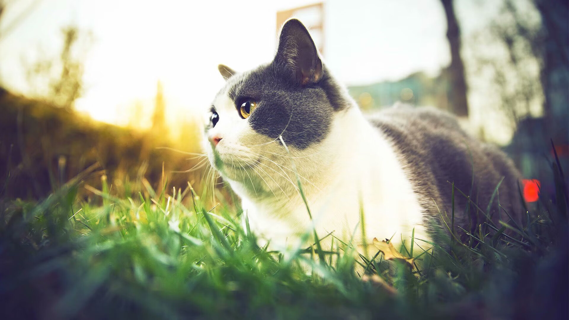 双线横扫，C罗与马龙如何在不同赛场点燃激情与传奇