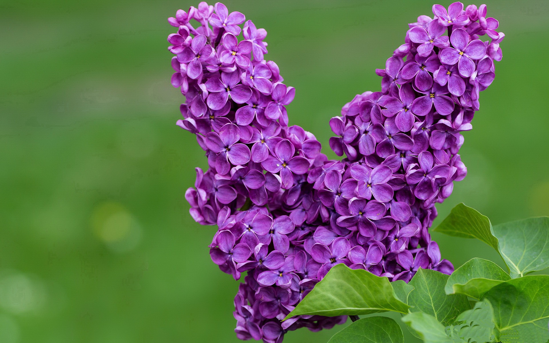 不是卫冕,是征服,德约科维奇以两种火焰,点燃新旧王座的唯一史诗