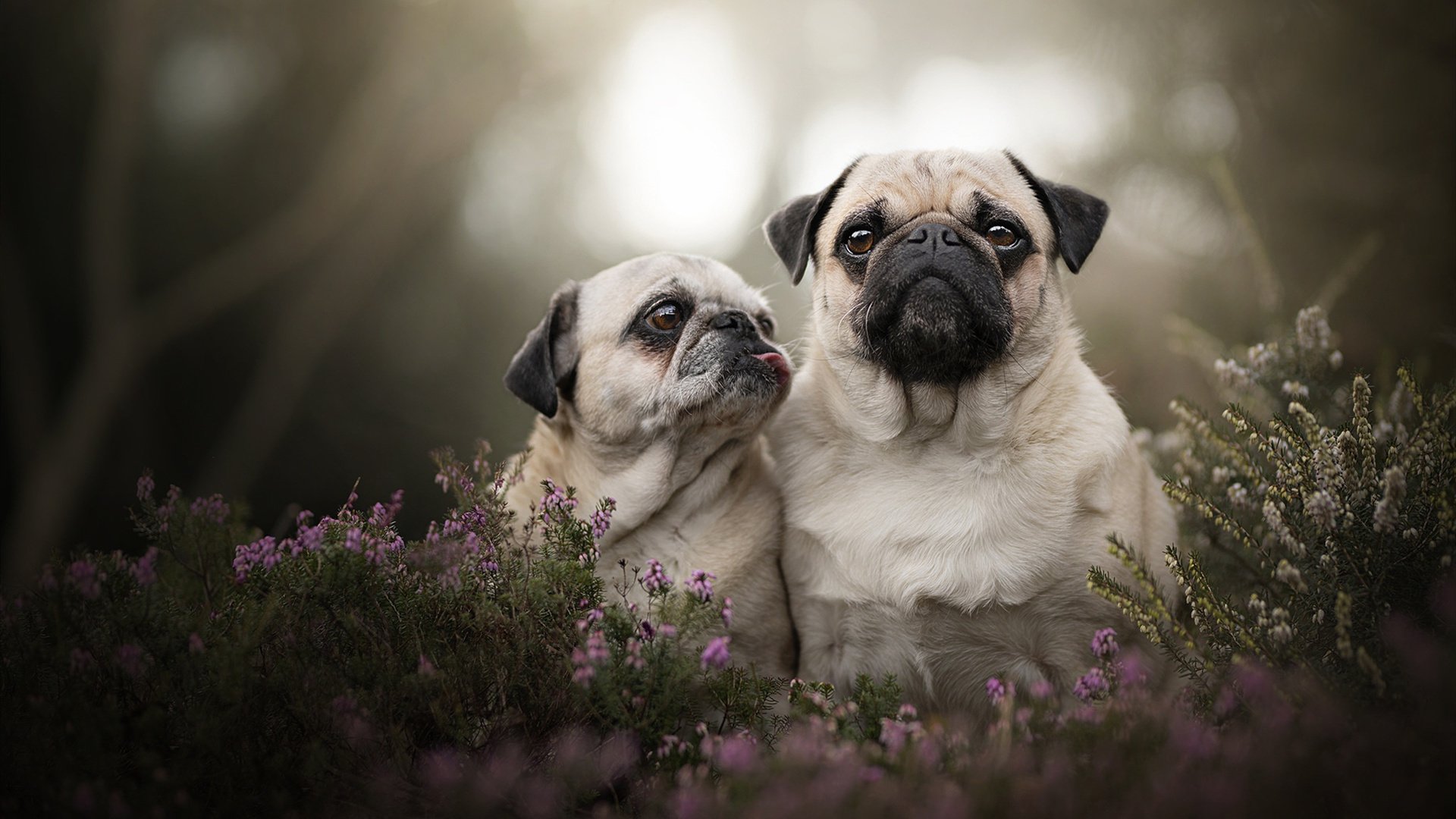 1038天的等待,拉塞尔如何带领梅赛德斯打破雷诺魔咒