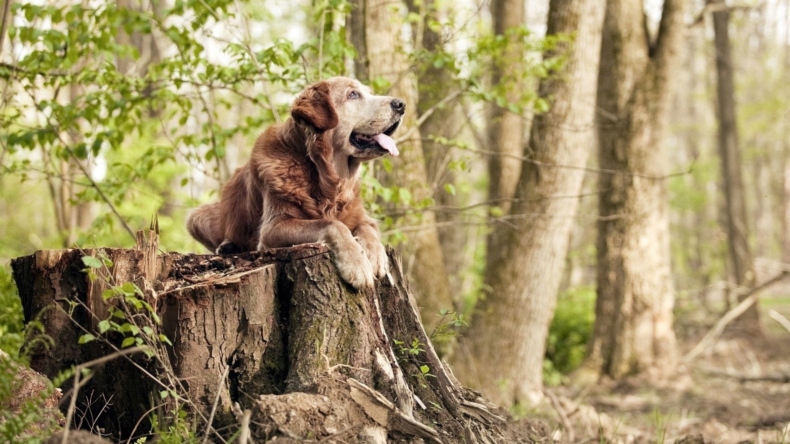 东方戏剧，日本队绝境翻盘印尼队，黄鸭组合鸣翠羽惊四座