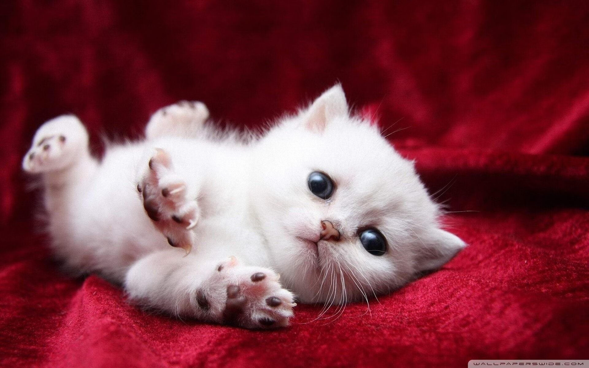 雨幕下的银箭绝杀，法拉利如何在最后一弯撕裂雷诺防线