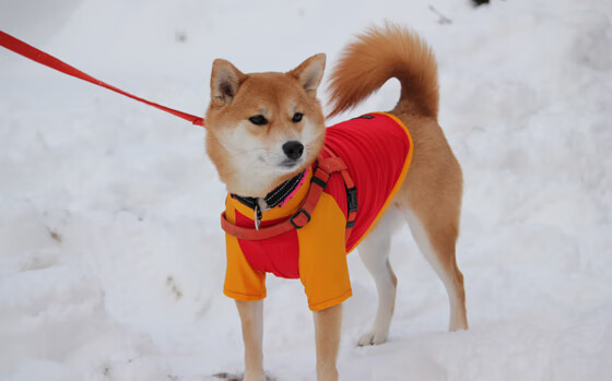 团队溃堤与神祇降临，足球两极法则的永恒对话