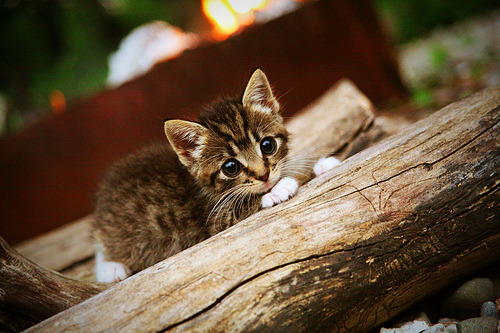 孤独的交响，当布鲁诺在巴西黄衫上谱写乌拉圭的蓝色狂想曲