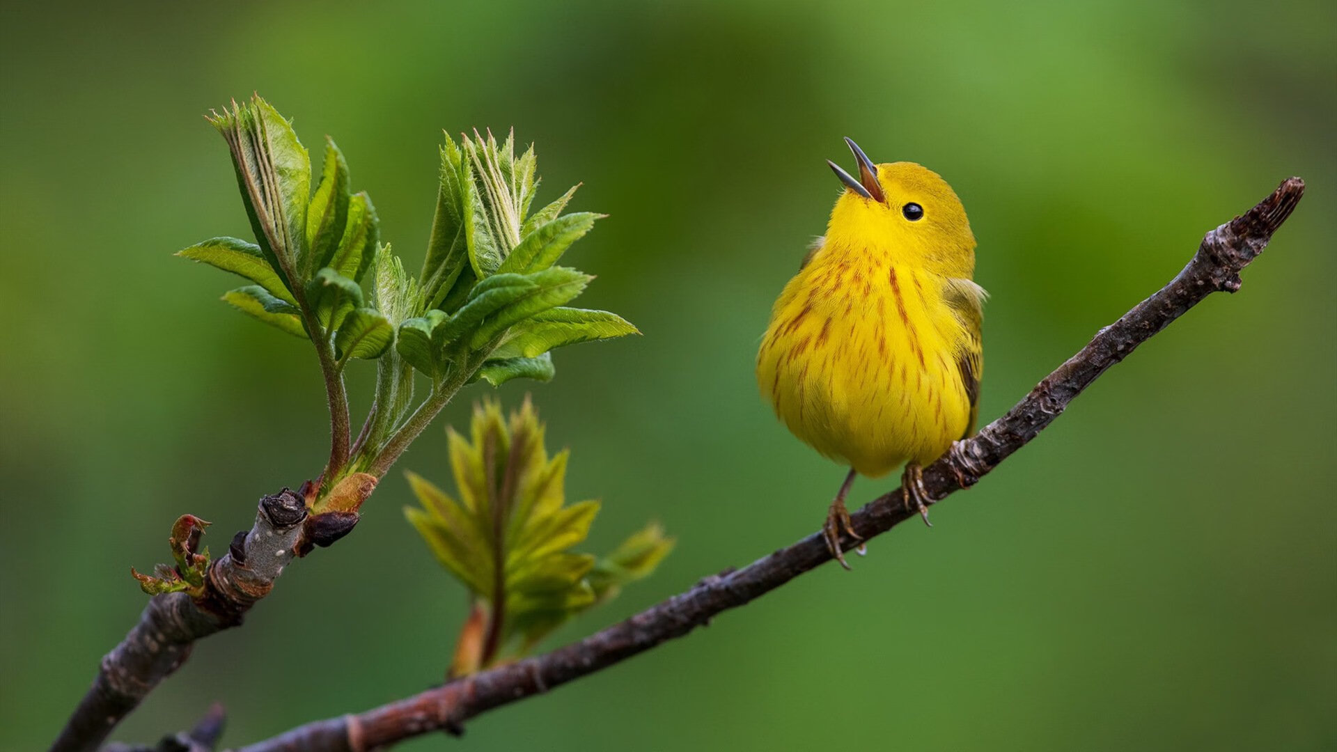 遗忘中投王的审判日，德罗赞一剑封喉，终结雷霆青春风暴