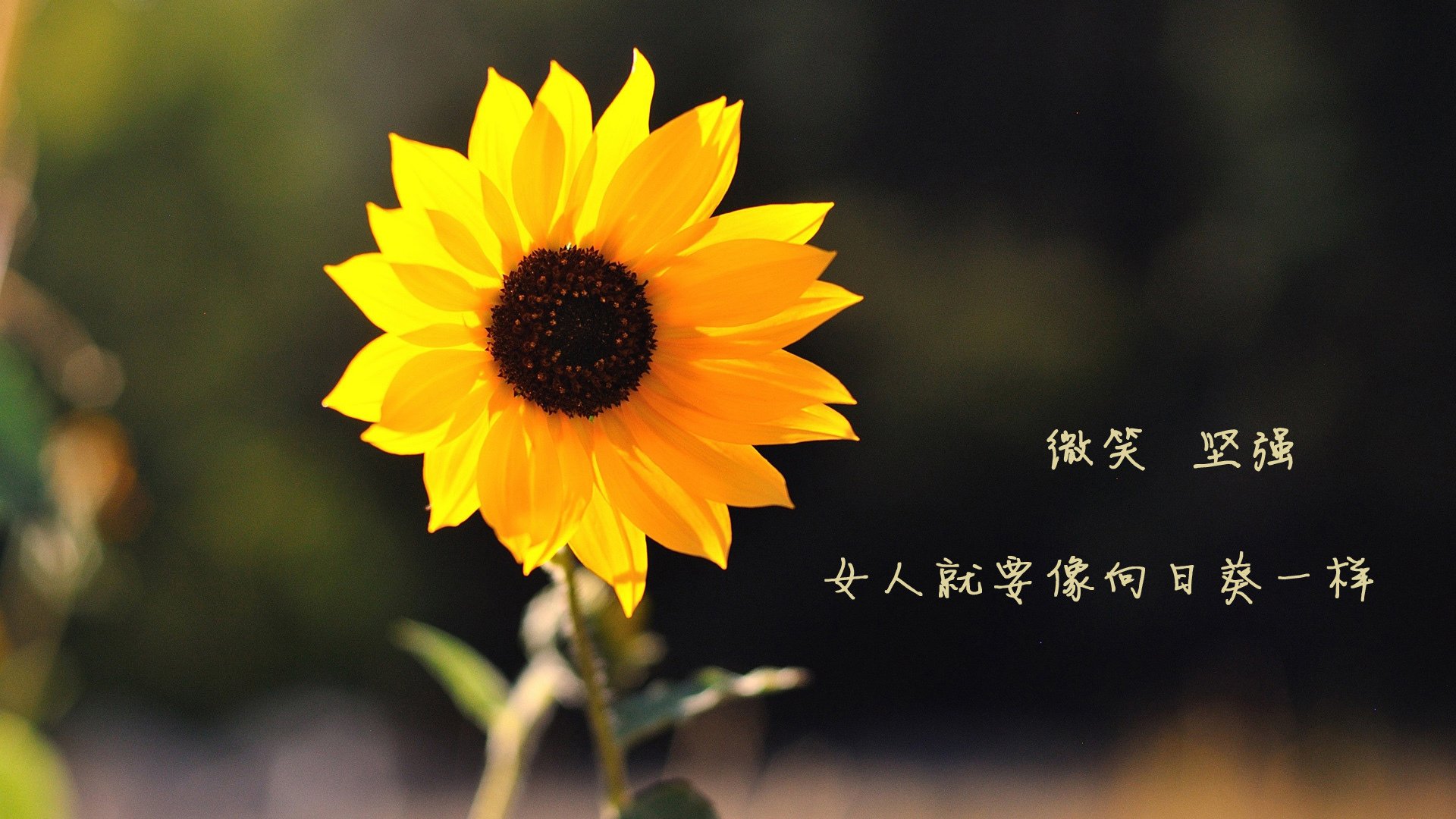 东方蓝武士的胜利舞蹈，当越大舞台，越亮光芒的劳塔罗遇见日本青春风暴