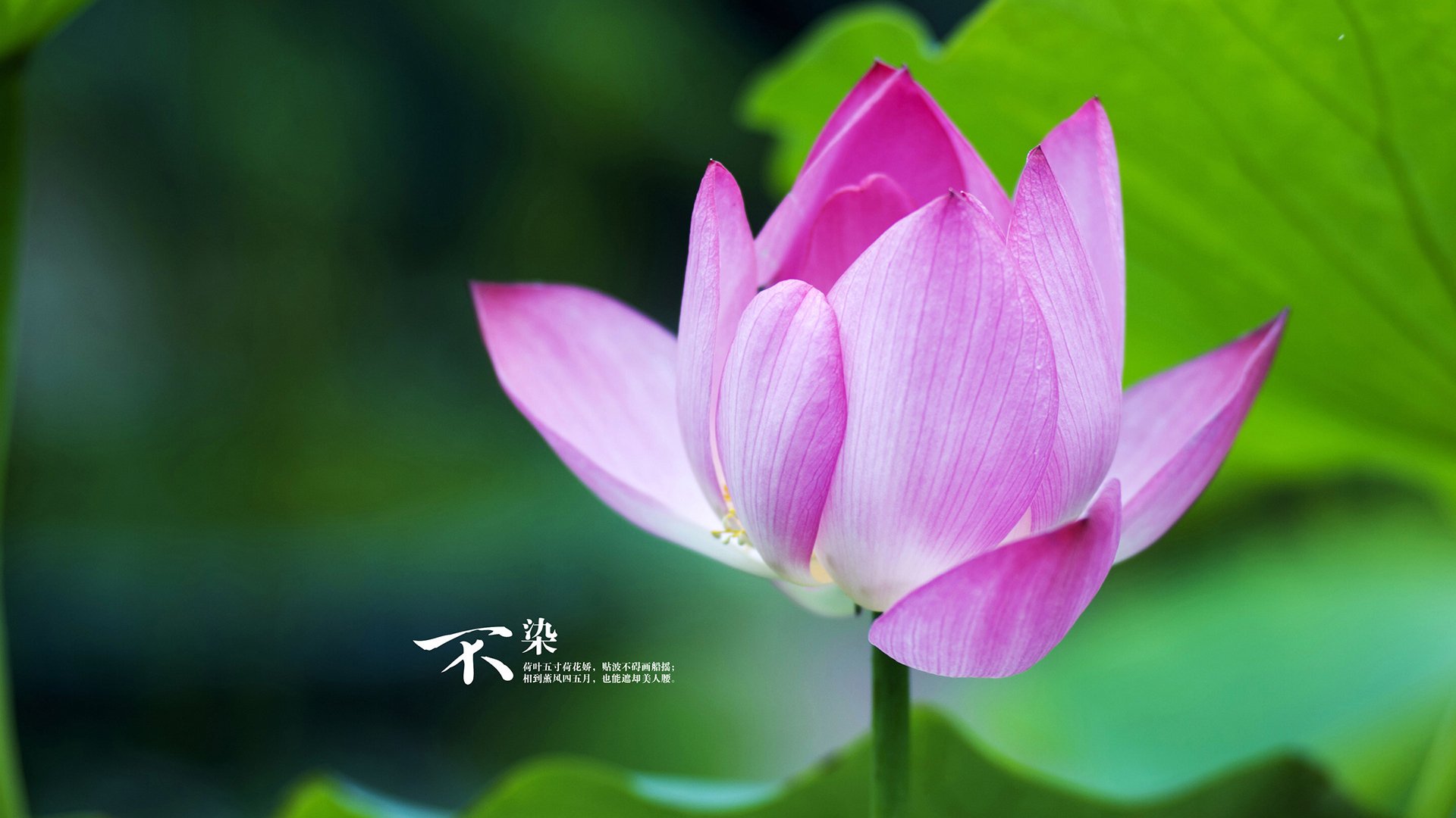 魔术打穿掘金，当马克西在F1街道赛的想象中接管比赛