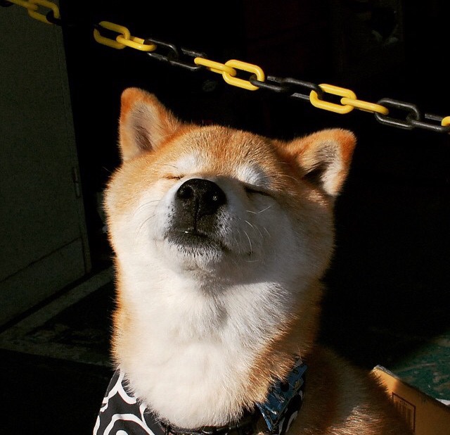 攻防启示录，当波兰一波流遇上富安锁链