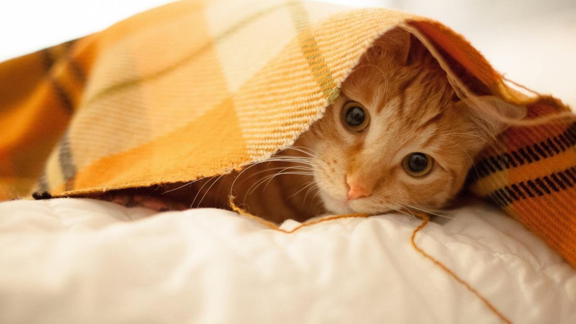 统治力无关场地，从绿茵场到硬木地板的双重证明