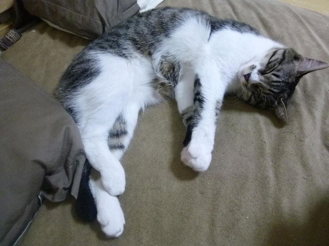 当东方战术穿透足球圣殿，中场魔术师降临篮球巅峰—一项跨维体育事件全记录