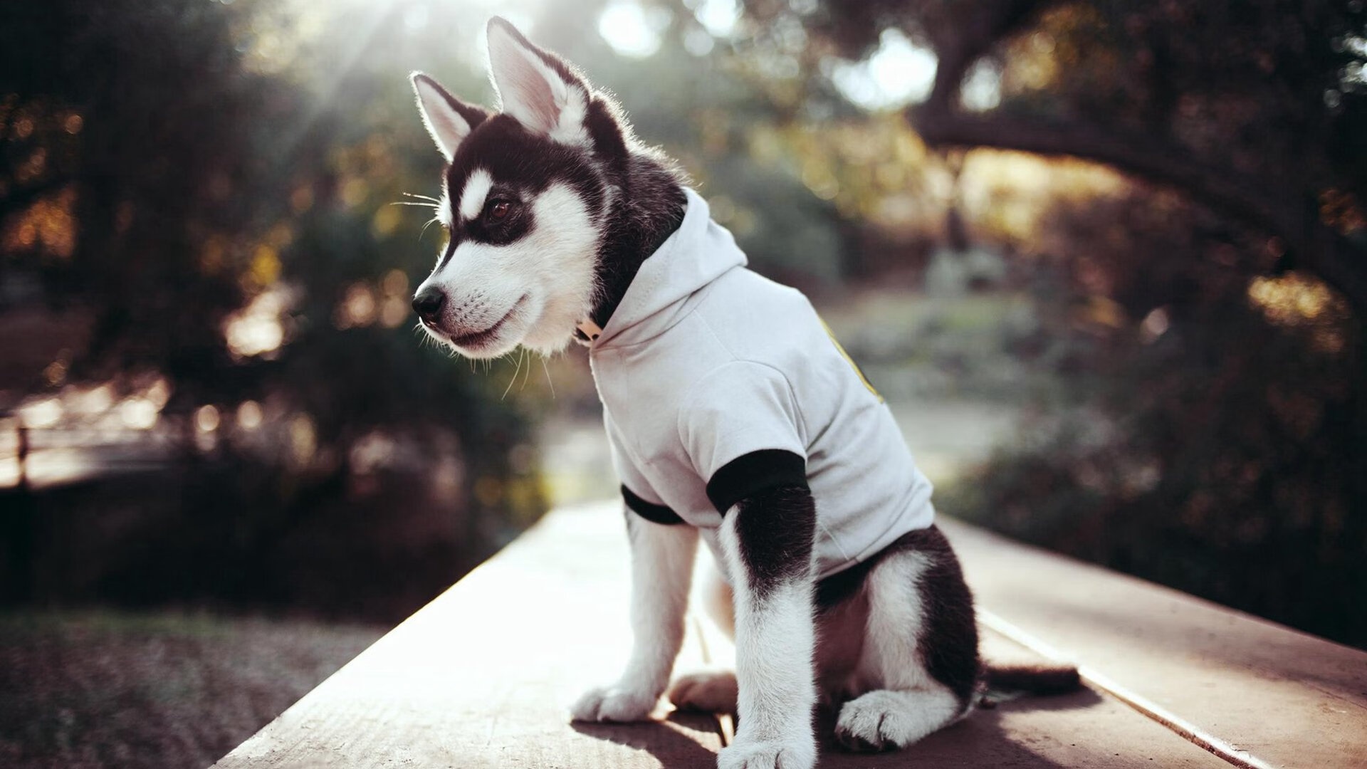 爱游戏2026-阿克不掉线，当巴西队的Wi-Fi信号在加时赛满格