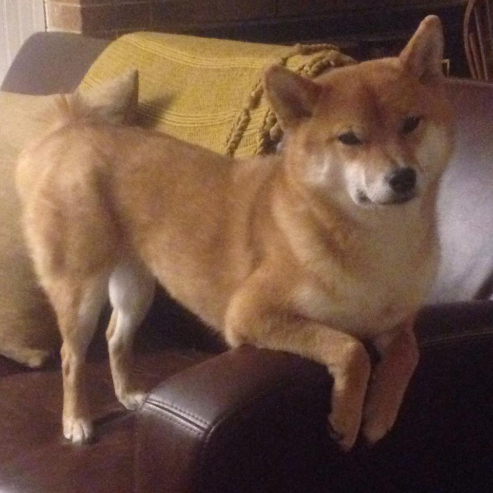 唯一的光