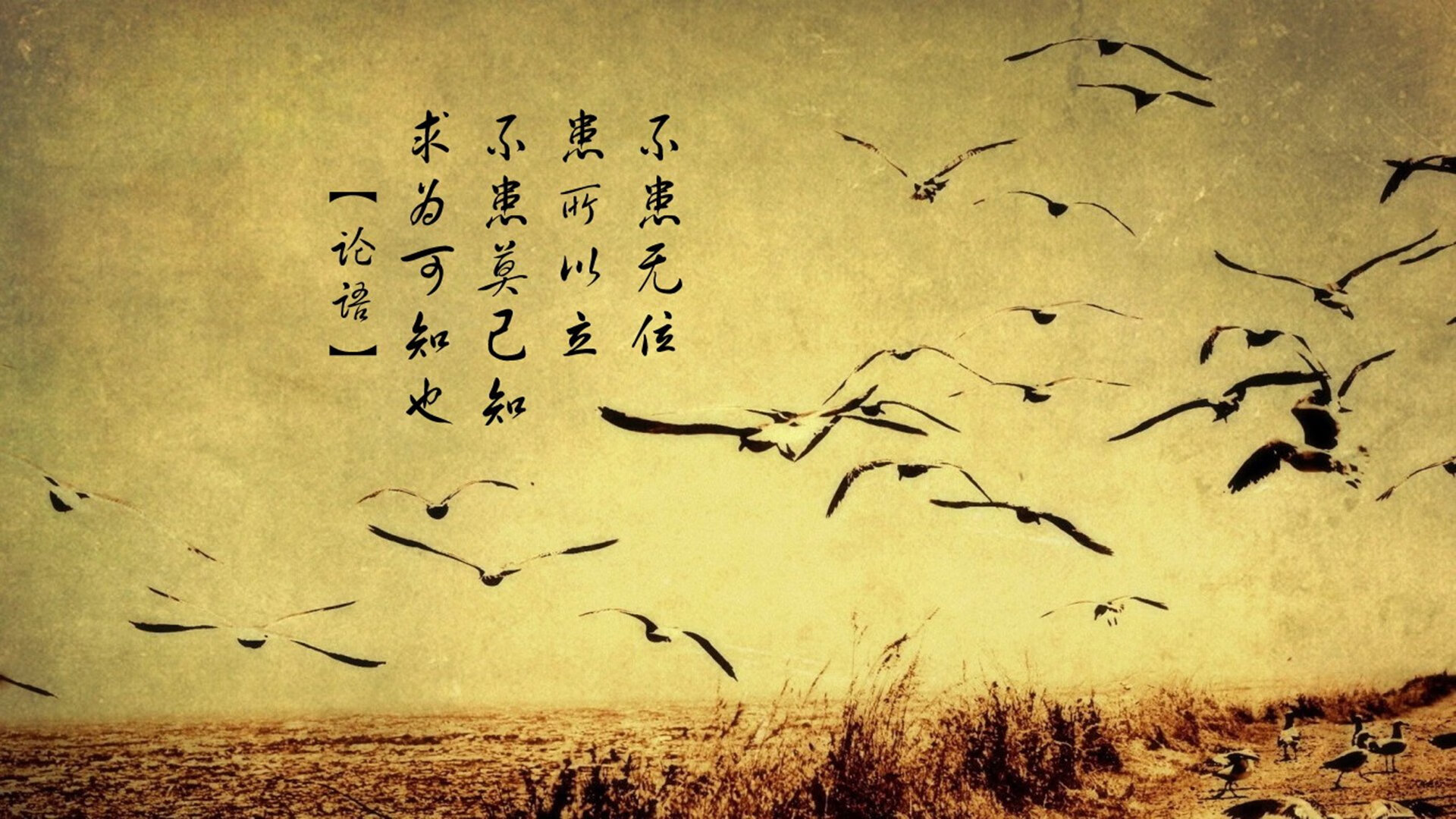 沙漠之狮的咆哮,摩洛哥如何用铁血战术,在2026世界杯A组撕碎印度防线